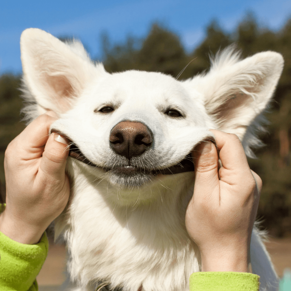Pet Necessities - Furvana