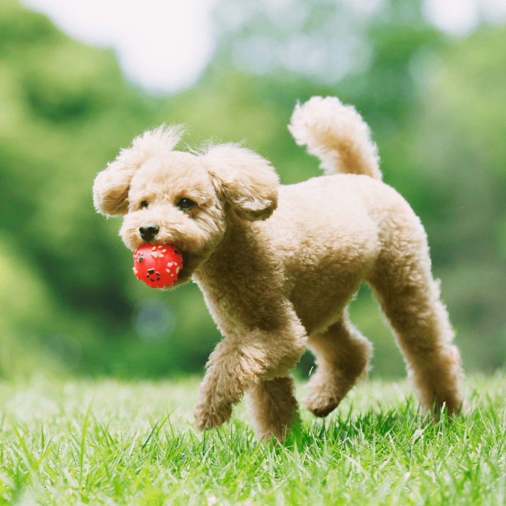 Pet Toys - Furvana