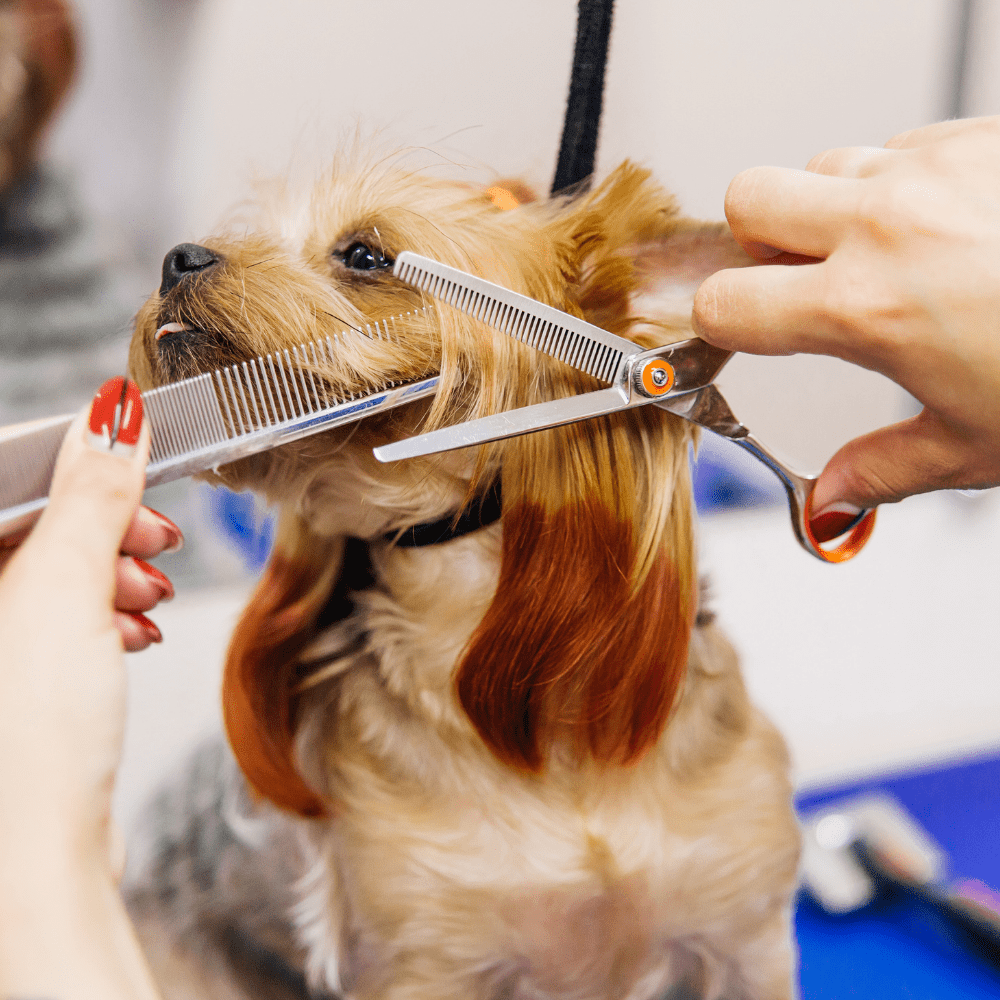 Pet Grooming - Furvana