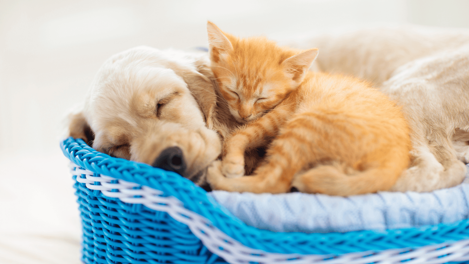 Pet Bed & Clothing - Furvana