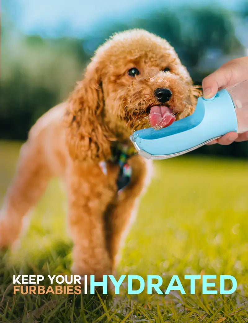 Furvana 3-in-1 portable pet water bottle in light blue being used by a brown poodle outdoors on a sunny day