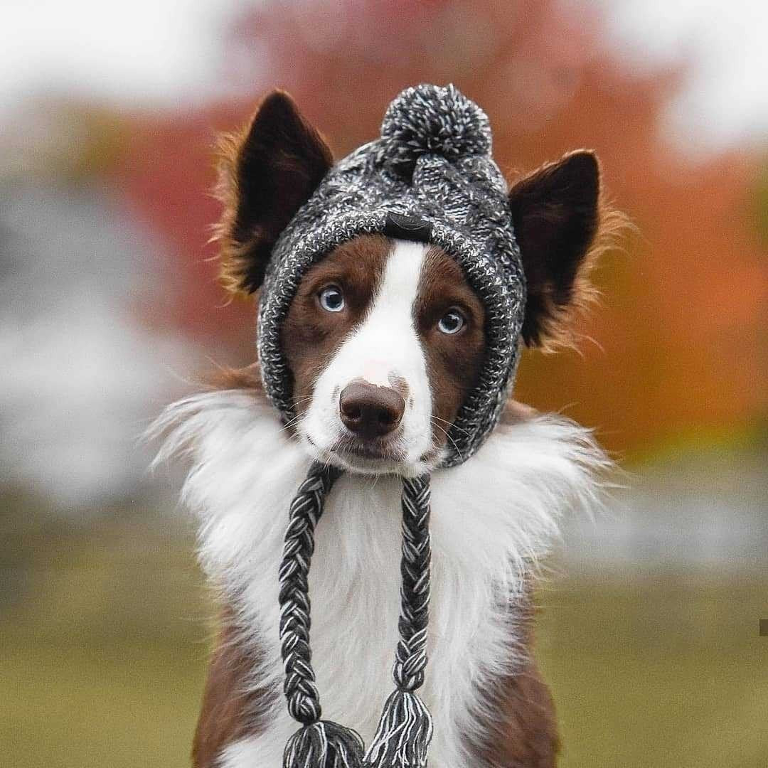 Furvana dog wearing a grey marled cable-knit winter hat with a pom-pom and braided tassels in an outdoor setting