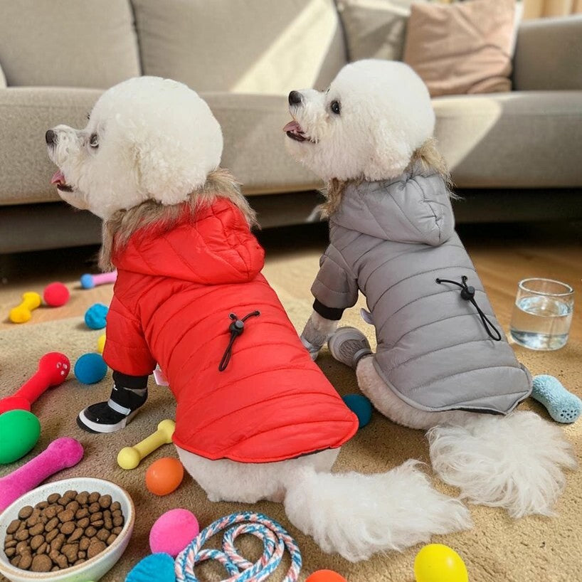 Furvana hooded winter dog coats in red and grey, worn by two small white dogs on a carpet with toys.