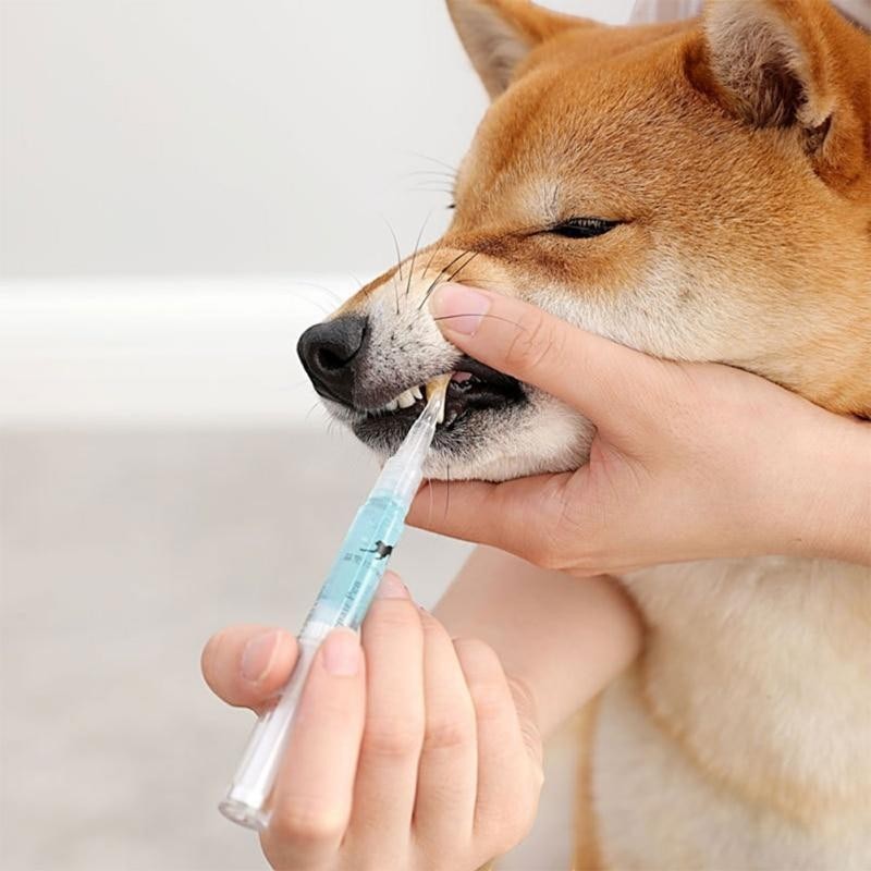Furvana pet teeth cleaning pen being used to gently brush the teeth of a Shiba Inu dog for oral hygiene